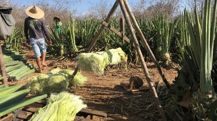 Bahia é o estado com maior população rural do país