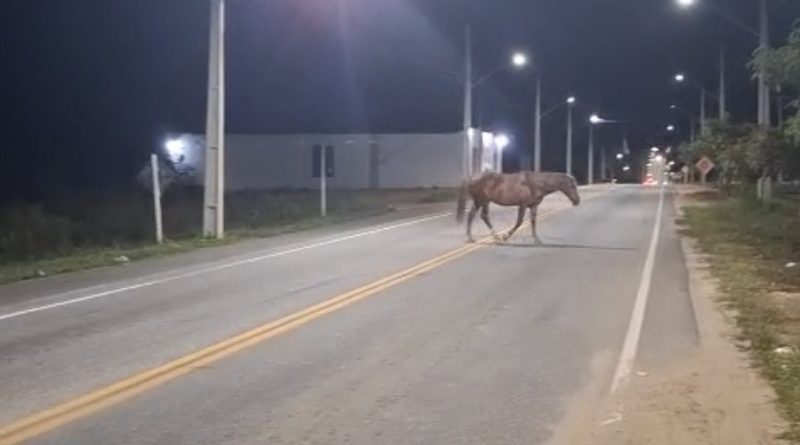 Animais continuam soltos nas rodovias de Senhor do Bonfim mesmo após endurecimento da lei