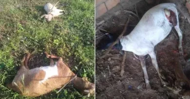 Ataques de cães seguem causando prejuízos a criadores de ovinos em Itiúba